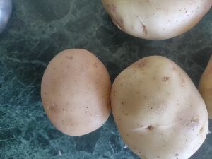 Badshah variety potatoes