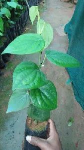 black pepper plant