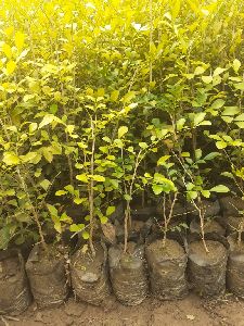 Kamini plants