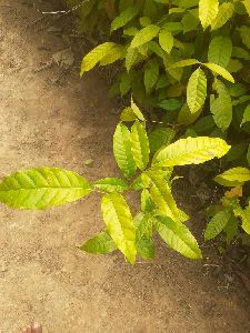 mahogany plants