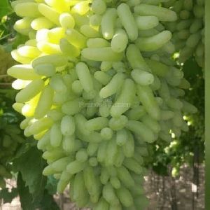 A Grade Green Grapes, Packaging Size: 5 Kg