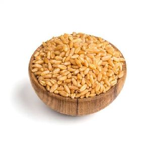 sharbati wheat seeds