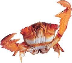 sea crab