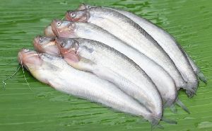 Fresh Pabda Fish