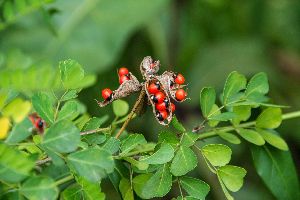 Rakta Gunja Seeds