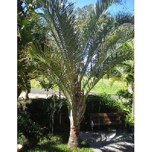 Triangular Palm Tree