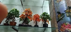 Artificial Flower Bunch And Bonsai Plant