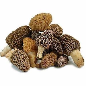 gucci mushroom