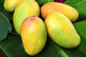 Mango Fruit