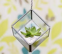 square terrariums