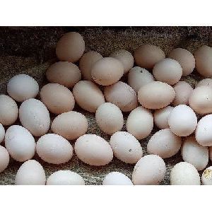 desi eggs