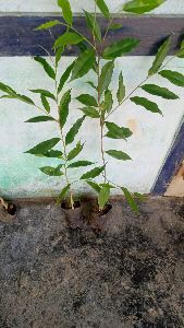 agarwood plant