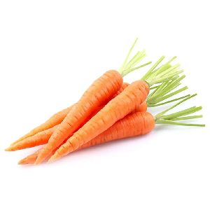 Fresh Carrot