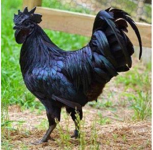 kadaknath rooster