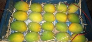 Hapoos Mango