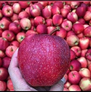 Kashmir Apple