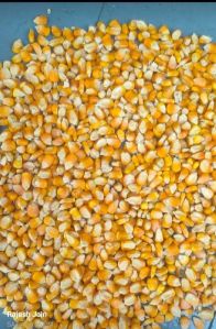 yellow corn maize