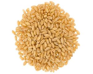 Sharbati Wheat Seeds