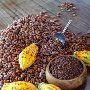 cocoa seeds