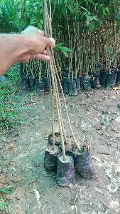 agarwood plant