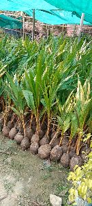 coconut plants