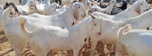 high breed sojat qurbani goats