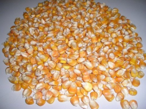 Yellow Maize Seeds