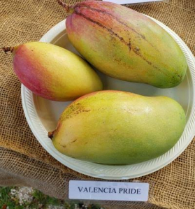 Valencia pride mango fruit plant