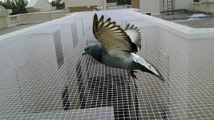 Pigeon net