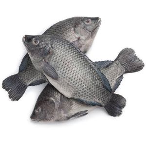 Tilapia Fish