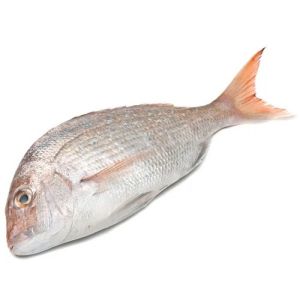 White Snapper Fish