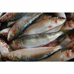 Fresh Sardine Fish, Packaging Type : Plastic Crate