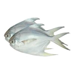 Fresh White Pomfret Fish