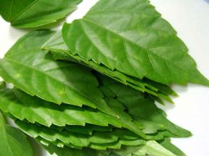 Green Organic Hibiscus Leaves, For Food Medicine, Packaging Type : Plastic Packet