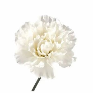 White Carnation Flower