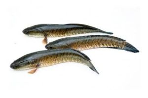 Organic murrel fish