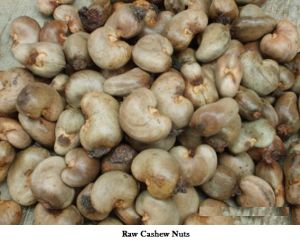 Cashew Nuts