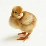 Country Chicken Chick