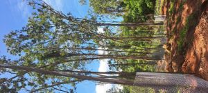 Eucalyptus wood live trees