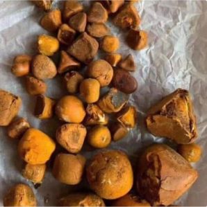 Ox Gallstones Cattle Gallstones Cow Gallstones