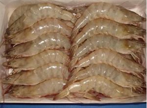 Vannamei Shrimp Hoso