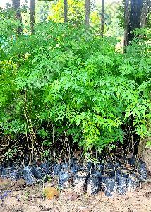 malabar neem plant