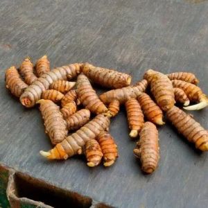 Yellow Turmeric Seeds