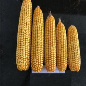 DHM 103 Maize