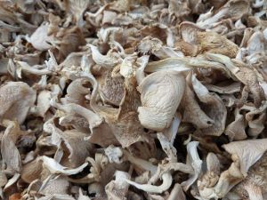 oyster mushroom