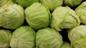 Cabbage