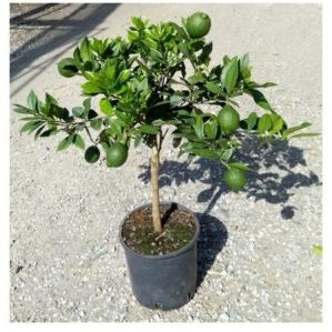 Sweet Lemon Plant