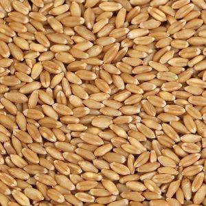 Natural Wheat Seeds