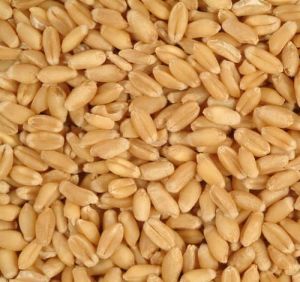 Raw Wheat Seeds