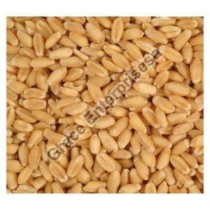 Durum Wheat Seeds